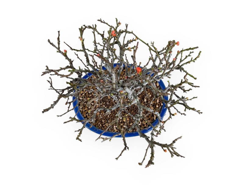 Chaenomeles Chojubai - Cotogno - 32 cm