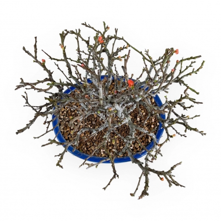 Chaenomeles Chojubai - 32 cm