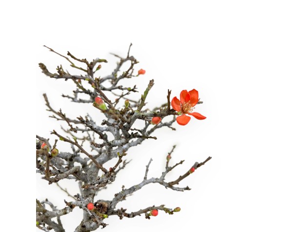 Chaenomeles Chojubai - Cotogno - 34 cm 2