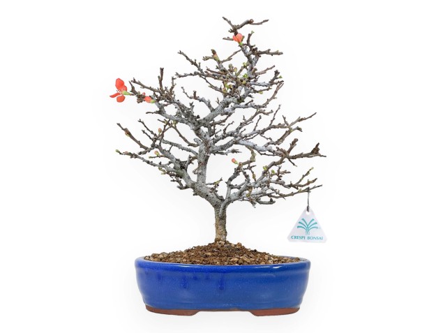 Chaenomeles Chojubai - Cotogno - 34 cm