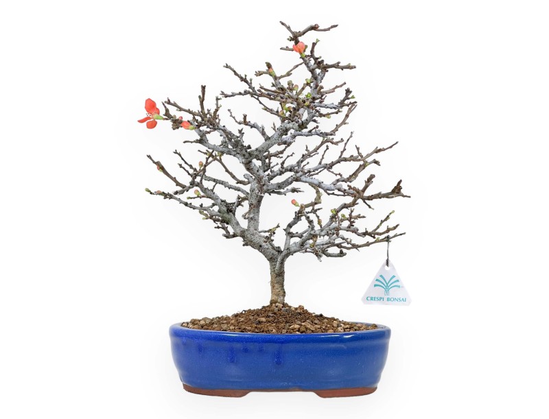 Chaenomeles Chojubai - 34 cm