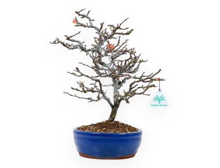 Chaenomeles Chojubai - Cotogno - 34 cm