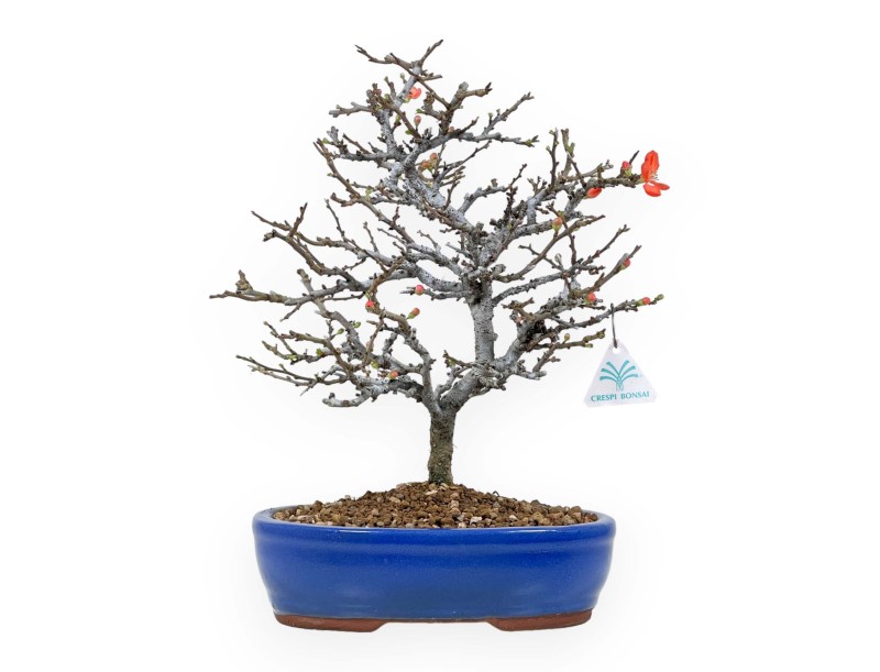 Chaenomeles Chojubai - 34 cm
