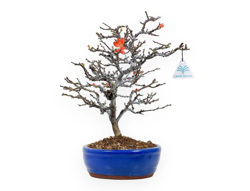 Chaenomeles Chojubai - Coing asiatique - 34 cm
