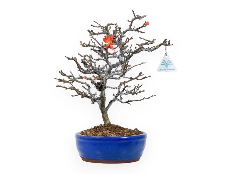Chaenomeles Chojubai - 34 cm