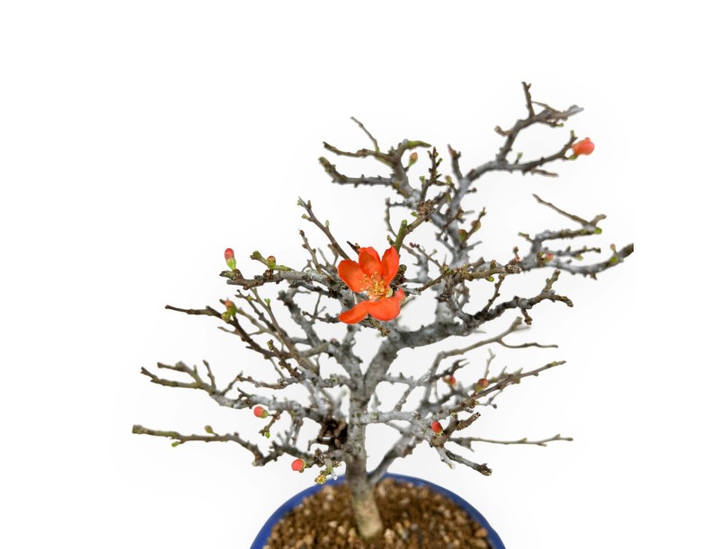 Chaenomeles Chojubai - Cotogno - 34 cm