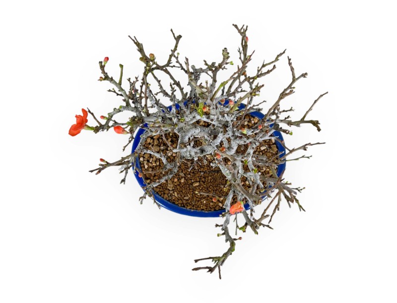 Chaenomeles Chojubai - 34 cm