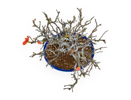 Chaenomeles Chojubai - Coing asiatique - 34 cm