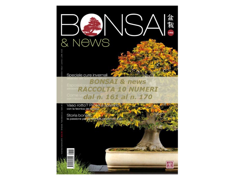 BONSAI & news du 161 au 170