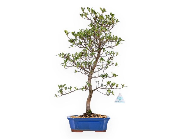 Rhododendron Indicum Nomugitoge - Azalea - 60 cm