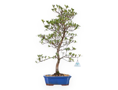 Rhododendron Indicum Nomugitoge - Azalea - 60 cm