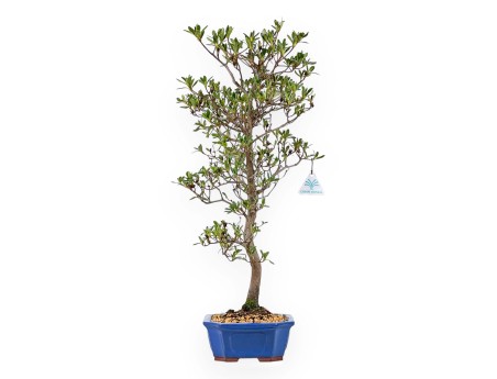 Rhododendron Indicum Nomugitoge - Azalée - 60 cm