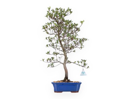 Rhododendron Indicum Nomugitoge - Azalea - 60 cm