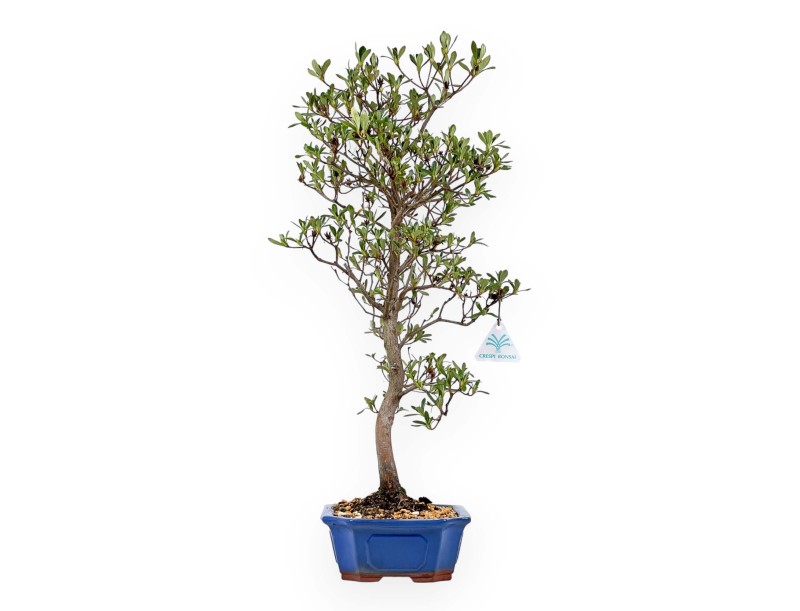 Rhododendron Indicum Nomugitoge - Azalée - 60 cm