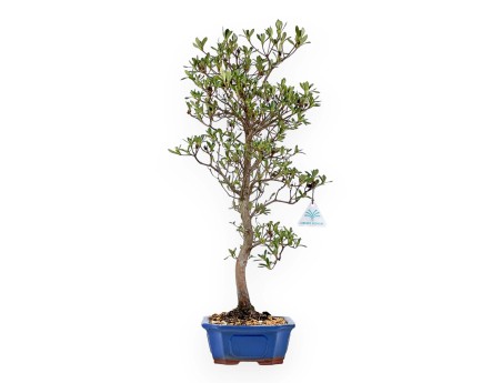 Rhododendron Indicum Nomugitoge - Azalée - 60 cm
