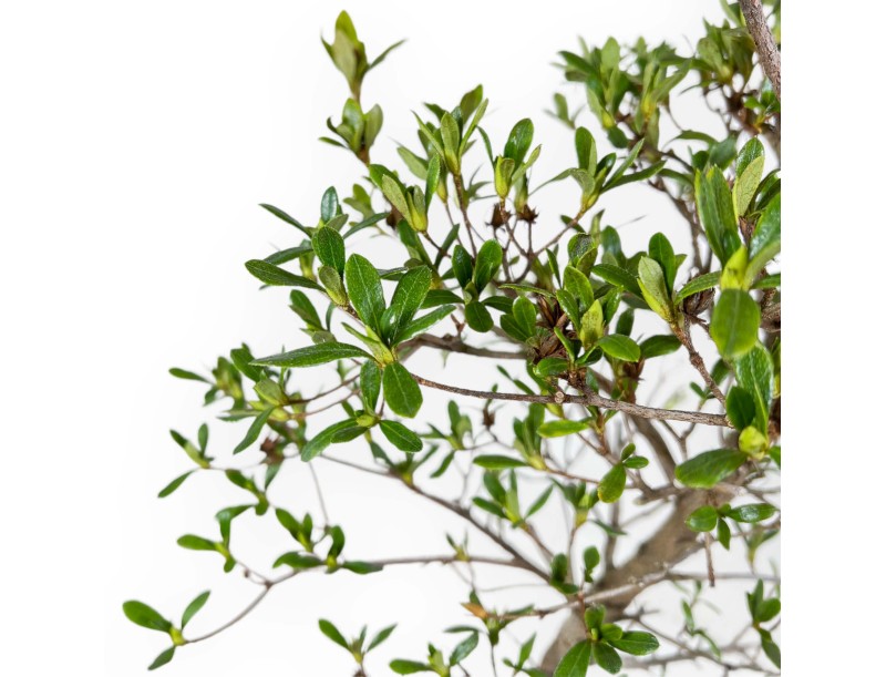 Rhododendron Indicum Nomugitoge - Azalea - 60 cm