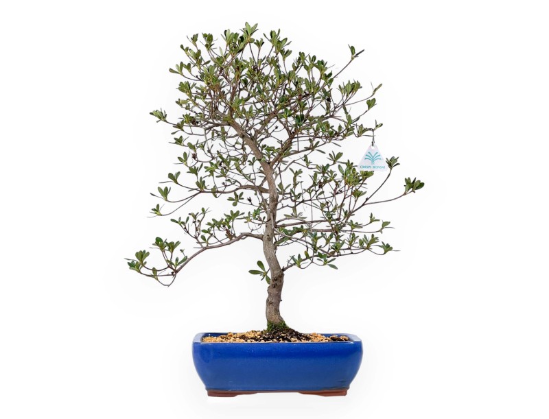 Rhododendron Indicum Nomugitoge – Azalee – 55 cm