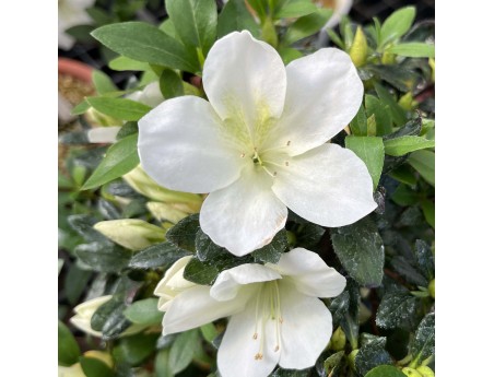 Rhododendron Indicum Nomugitoge - Azalea - 55 cm