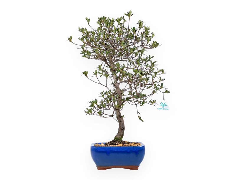 Rhododendron Indicum Nomugitoge - Azalea - 55 cm