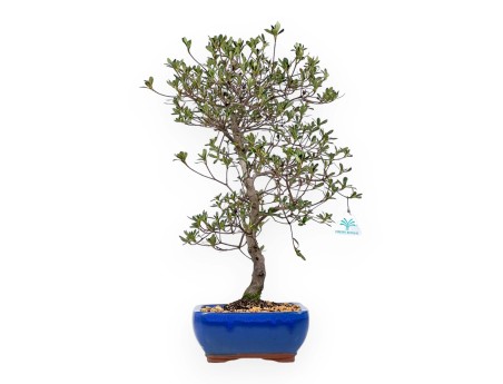 Rhododendron Indicum Nomugitoge - Azalea - 55 cm