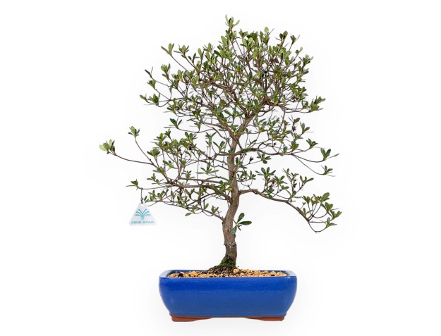 Rhododendron Indicum Nomugitoge - Azalea - 55 cm