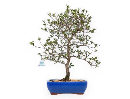 Rhododendron Indicum Nomugitoge - Azalea - 55 cm