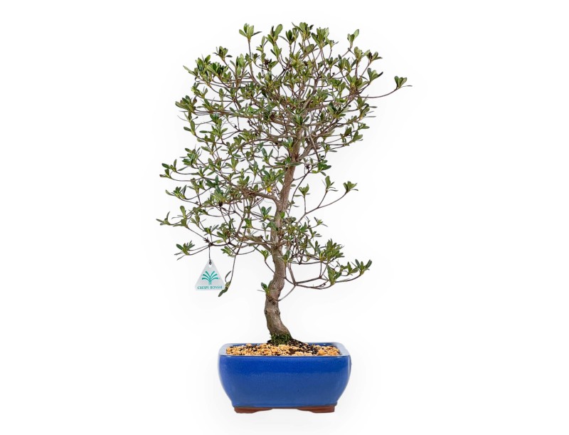Rhododendron Indicum Nomugitoge - Azalea - 55 cm