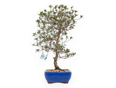 Rhododendron Indicum Nomugitoge - Azalea - 55 cm