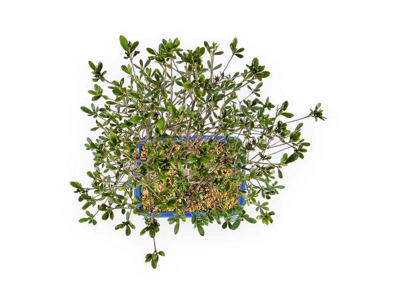 Rhododendron Indicum Nomugitoge – Azalee – 55 cm