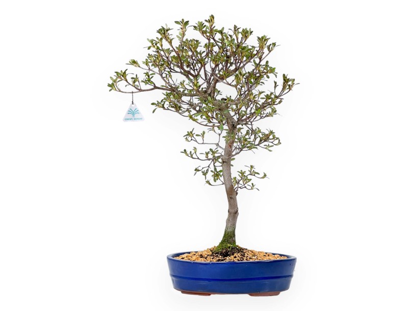 Rhododendron Indicum Unzen no Hana - Azalea - 55 cm