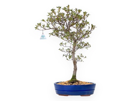 Rhododendron Indicum Unzen no Hana - Azalea - 55 cm