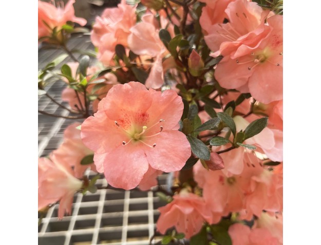 Rhododendron Indicum Unzen no Hana - Azalée - 55 cm 2