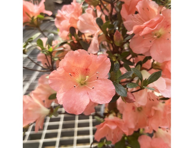 Rhododendron Indicum Unzen no Hana - Azalea - 55 cm