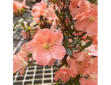 Rhododendron Indicum Unzen no Hana - Azalée - 55 cm