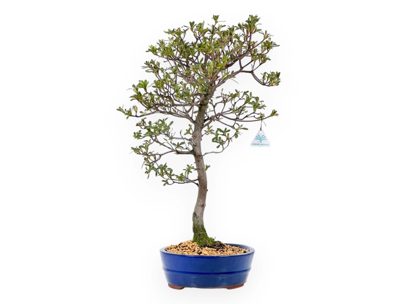 Rhododendron Indicum Unzen no Hana - Azalée - 55 cm