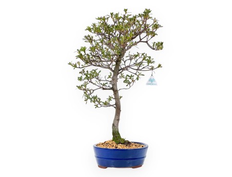 Rhododendron Indicum Unzen no Hana - Azalea - 55 cm