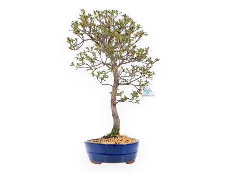 Rhododendron Indicum Unzen no Hana - Azalée - 55 cm