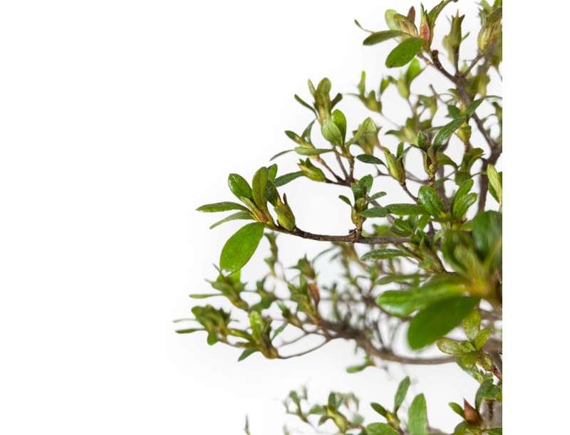 Rhododendron Indicum Unzen no Hana - Azalea - 55 cm