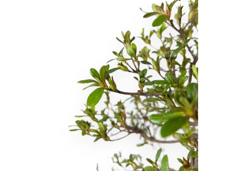 Rhododendron Indicum Unzen no Hana - Azalée - 55 cm