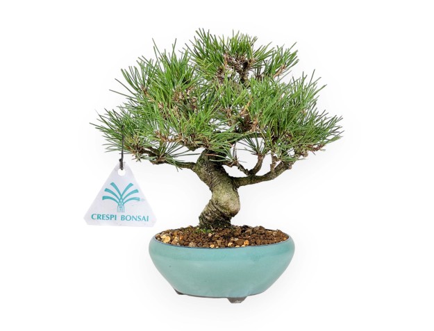Pinus Thunbergii - Zwarte den - 23 cm