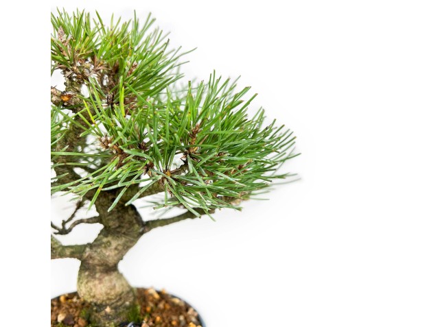 Pinus Thunbergii - Zwarte den - 23 cm 2