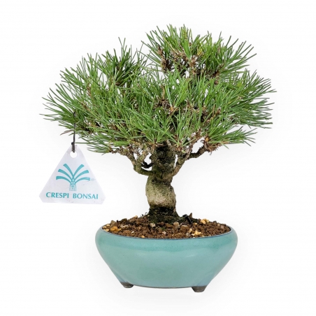 Pinus Thunbergii - Pino negro - 23 cm