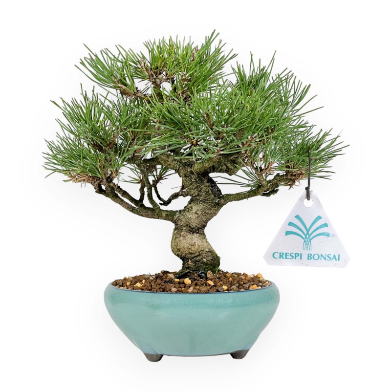 Pinus Thunbergii - Pin Noir - 23 cm