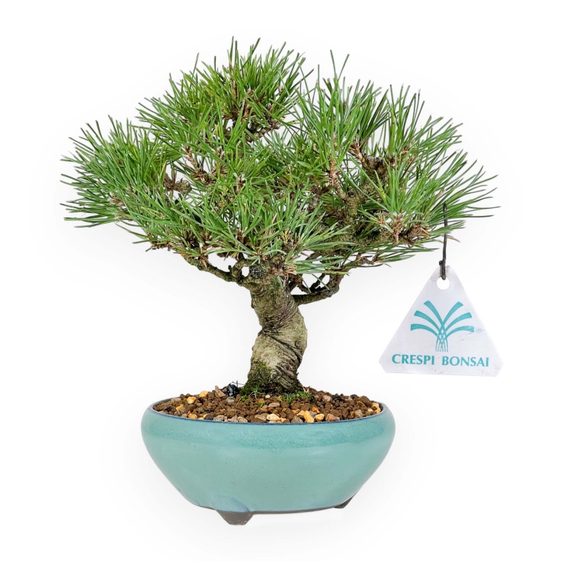 Pinus Thunbergii - Pin Noir - 23 cm