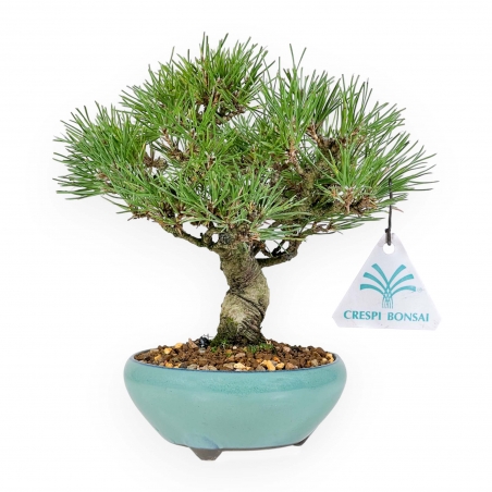 Pinus Thunbergii - Zwarte den - 23 cm