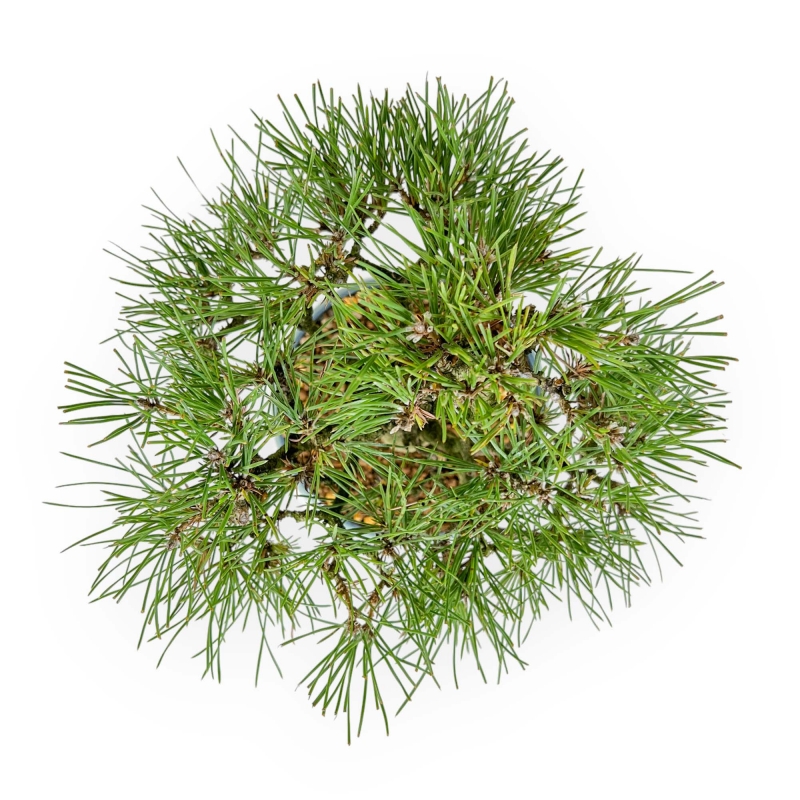 Pinus Thunbergii - Pin Noir - 23 cm