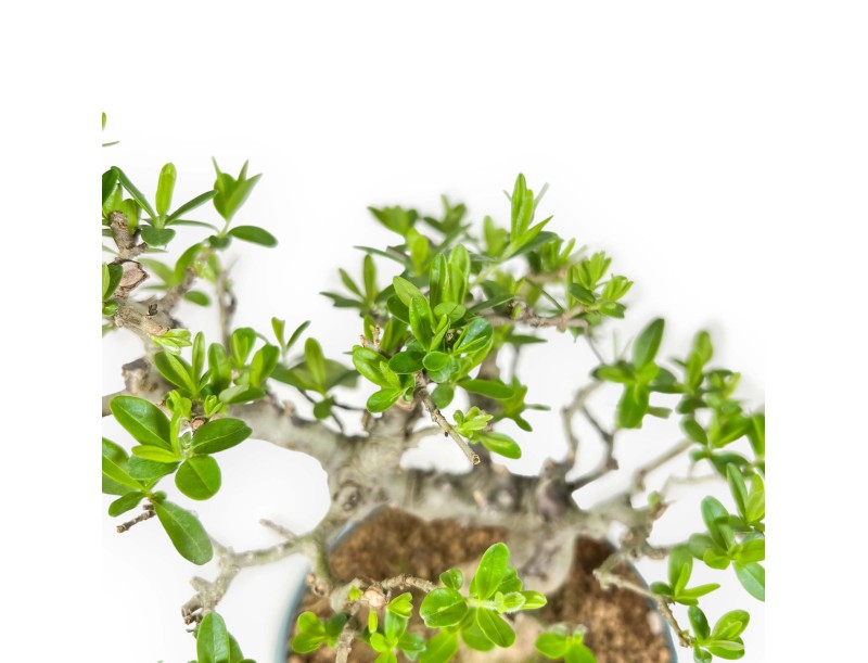 Ligustrum Obtusifolium - Ligustro - 22,5 cm