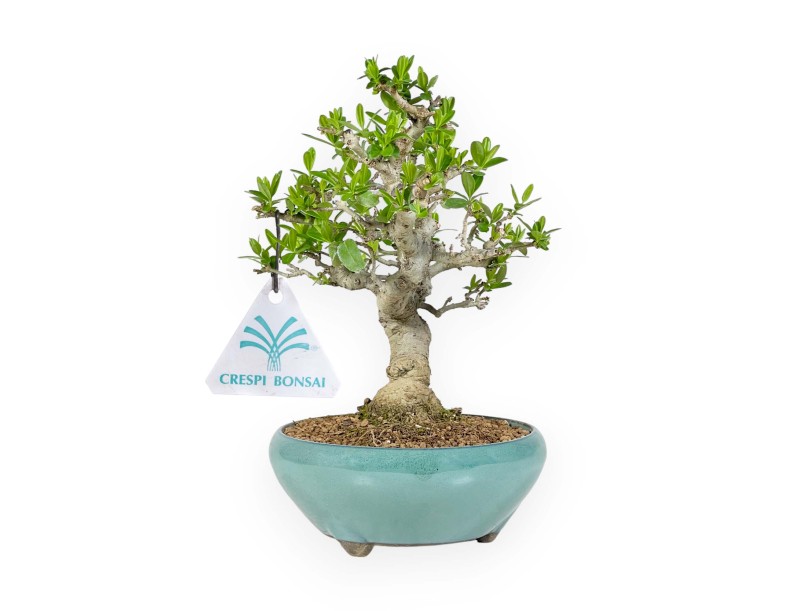 Ligustrum Obtusifolium - Ligustro - 22,5 cm
