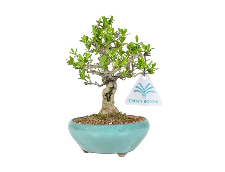 Ligustrum Obtusifolium - Troène - 22,5 cm