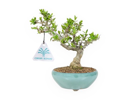 Ligustrum Obtusifolium - Ligustro - 22,5 cm
